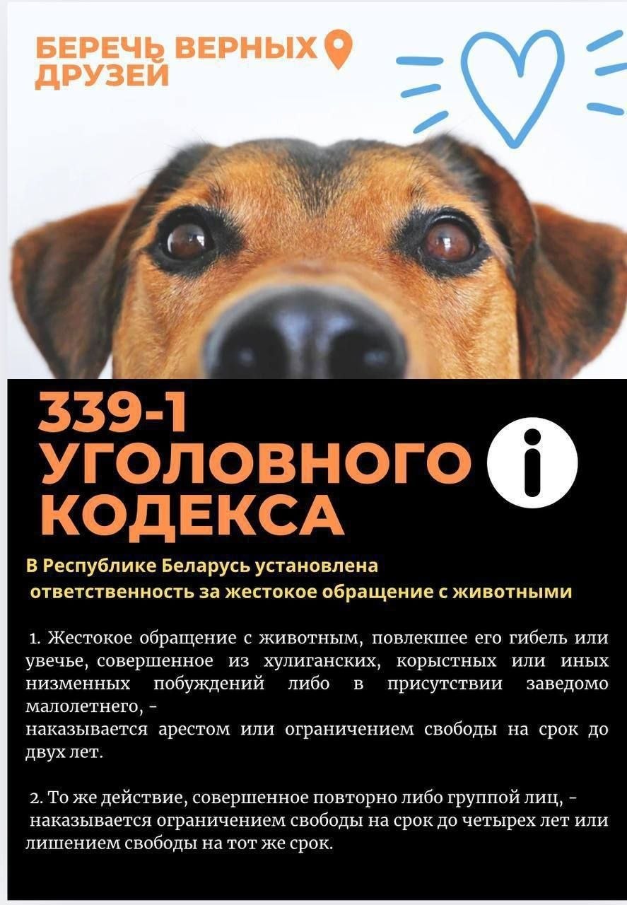 Берегите верных друзей